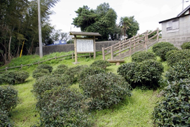日本初の茶畑といわれる冨春園